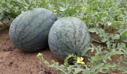 小七爆料甜瓜视频下载安装,甜瓜视频下载安装攻略，轻松享受海量精彩内容！